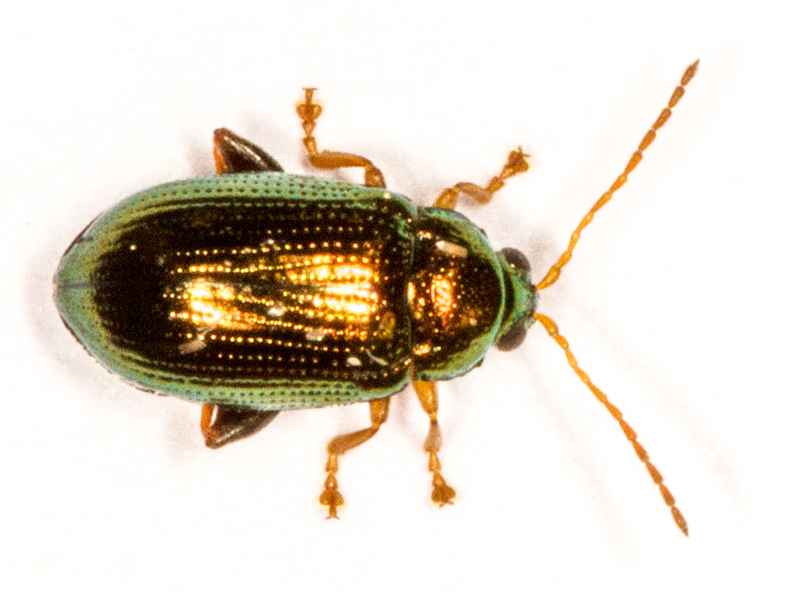 Crepidodera aurea